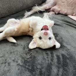 Golden Graham - Sable male Chinese Crested puppy in Springfield, Oregon from Rose’s Chinese Cresteds