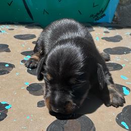 Smoke - Black and tan male Dachshund puppy in Hawley, Texas from Foxy’s Dachshunds & Toy Aussies
