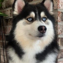 Blaze  - Pomsky