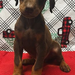 Cas - Red and rust male Doberman Pinscher puppy in Winchester, Ohio from 32 Farms