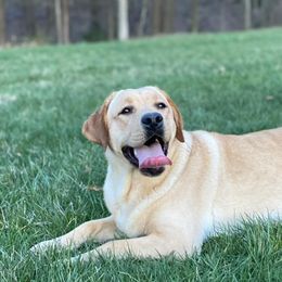 Labrador Retrievers from Fruity Labradors
