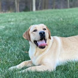 Labrador Retrievers from Fruity Labradors