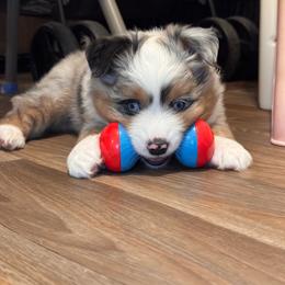 Cosmo - Blue merle male Miniature Australian Shepherd puppy in Massapequa, New York from All That Auss Mini Aussies