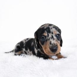 Black and tan dapple female 1 - Dapple female Dachshund puppy in Belle Rive, Illinois from Akin's Miniature Dachshunds, LLC