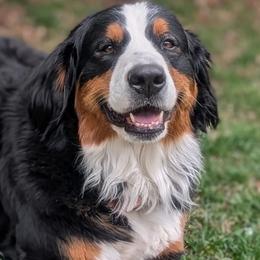 Pippa - Bernese Mountain Dog