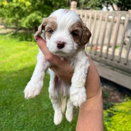 Chestnut - Blenheim male Cavapoo puppy in Bloomfield, New York from Campbell Cavapoos
