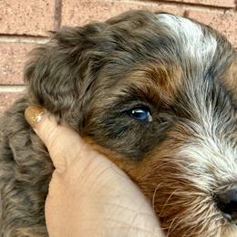 Daisy (Pink) - Tri-color female Bernedoodle puppy in Highland, Utah from Angel Pups Deluxe