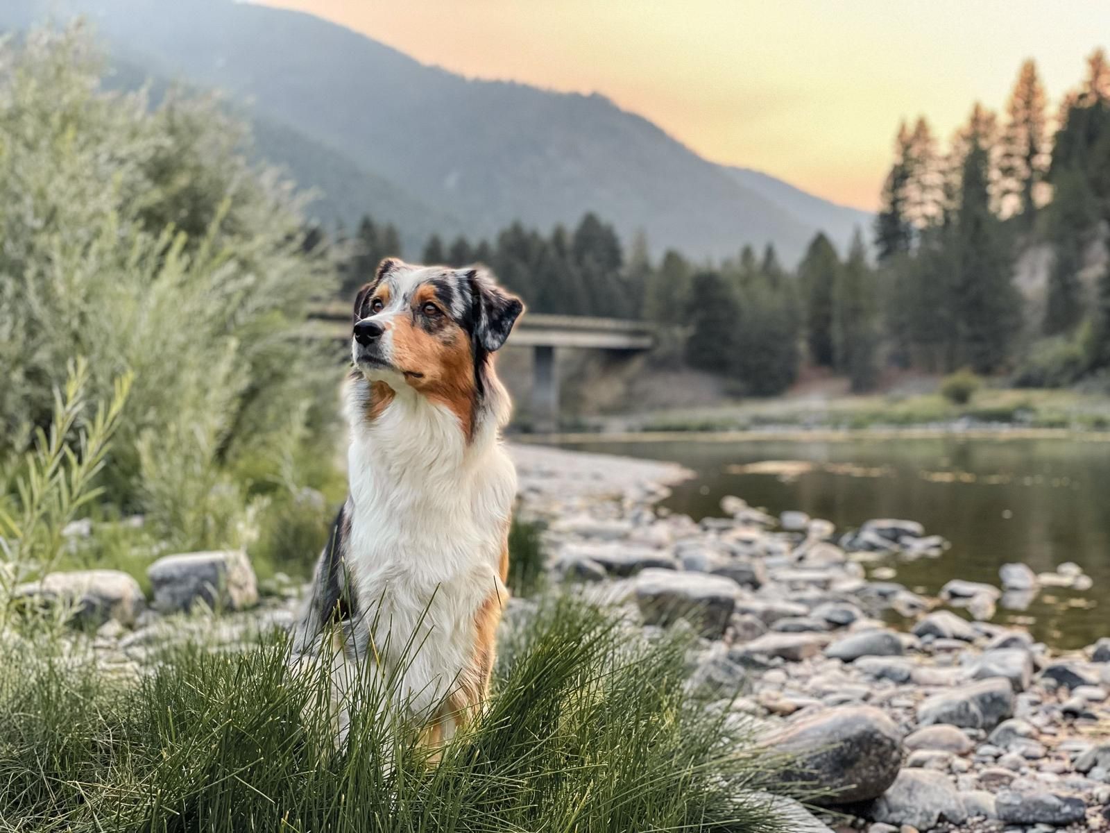 Blue merle aussie with mountain sunset