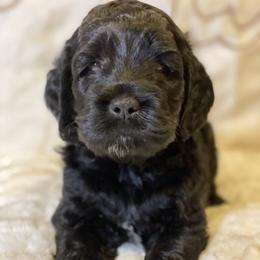 Cockapoo and Goldendoodle Puppies from Capital Doodles