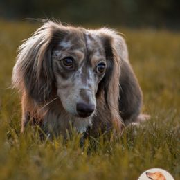 Bronco - Dachshund