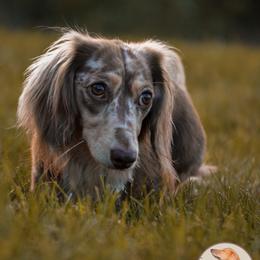 Bronco - Dachshund