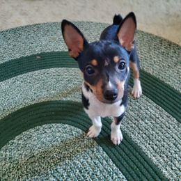 Rat Terrier Puppies from Country Rat Terriers