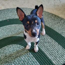 Rat Terrier Puppies from Country Rat Terriers