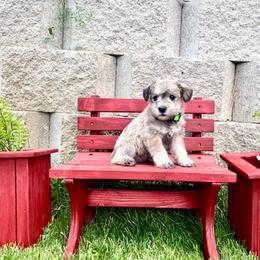 Miniature Schnauzer Puppies from Schnauzers on Robinson Lane