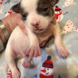 Bobby - Black and white male Chihuahua puppy in Amity, Pennsylvania from Rhoda and Verna