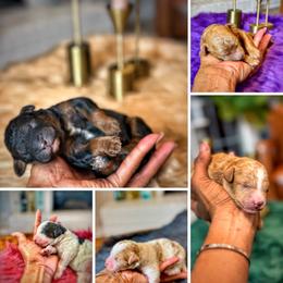 Poodle Puppies from Cityscape Moyen Poodles