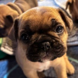 Cecilia - Fawn female French Bulldog puppy in Neenah, Wisconsin from Mimosa Acres French Bulldogs LLC