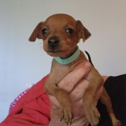 Girl 6 - Red female Miniature Pinscher puppy in Momence, Illinois from Rock of Ages Kennel