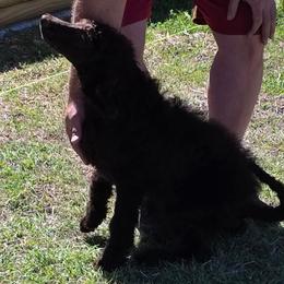 L. Blue - Stew - Brown male Poodle puppy in Copperas Cove, Texas from Poodles of Valor