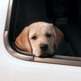 Labrador Retriever Puppies from Cecilie Drege