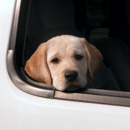 Labrador Retriever Puppies from Cecilie Drege