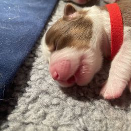 Australian Shepherd Puppies from Aussome Aussies