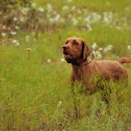German Wirehaired Pointers and Wirehaired Vizslas from Buffalo Creek Kennel