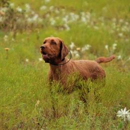 German Wirehaired Pointers and Wirehaired Vizslas from Buffalo Creek Kennel