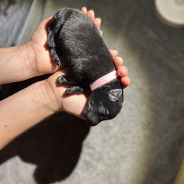 Dutch Shepherd Puppies from TN Dutch Shepherd