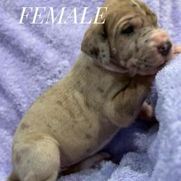 Chocolate Merle mantle tanpoint - Chocolate and white female Great Dane puppy in Greenville, South Carolina from Allen’s Ridge Ranch