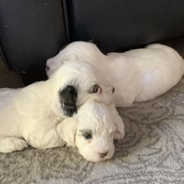 Sealyham Terrier Puppies from Sun Splashed