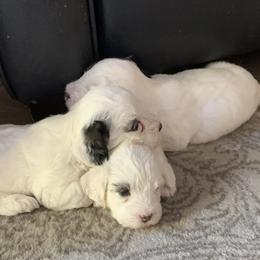 Sealyham Terrier Puppies from Sun Splashed