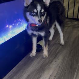 Pomsky puppies from AMAYSING Pups