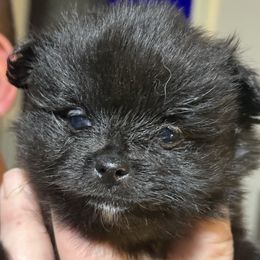 Ozzy - Black male Pomeranian puppy in Jackson, New Jersey from Peapod Pomeranians