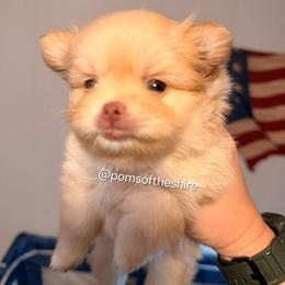 Elanor - Cream female Pomeranian puppy in Boca Raton, Florida from Poms of The Shire