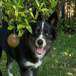 Buzz $700 - Black and white Pomsky puppy in Jacksonville, Florida from Northeast Florida Pomskies