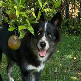 Buzz $700 - Black and white Pomsky puppy in Jacksonville, Florida from Northeast Florida Pomskies