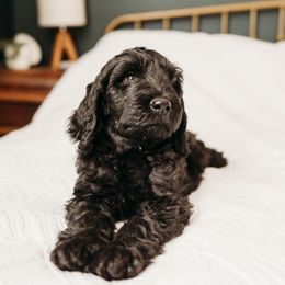 Conrad - Black male Labradoodle puppy in Orange, Virginia from Hillcrest Labradoodles
