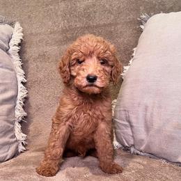F1B Goldendoodle Barnacle - Red  male Goldendoodle puppy in Redding, California from Casa Delarosa Collective Poodles & Doodles