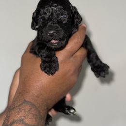 Alex - Black Goldendoodle puppy in Texas from Royal Doodles and Pups