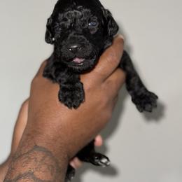 Alex - Black Goldendoodle puppy in Texas from Royal Doodles and Pups