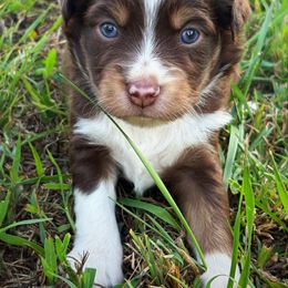 Larry - Red tri male Toy Australian Shepherd puppy in Smithville, Arkansas from Cooper Creek Aussies