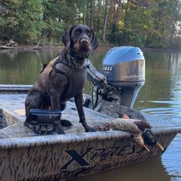 Lark - German Wirehaired Pointer