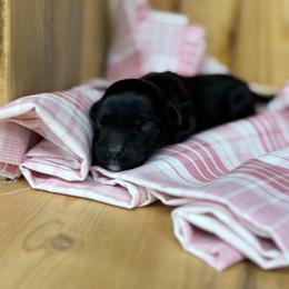 Baby Girl 1 - Black and white female Portuguese Water Dog puppy in Chatfield, Minnesota from Next Generation