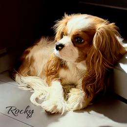 Rocky - Cavalier King Charles Spaniel