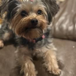 Lexie - Yorkshire Terrier