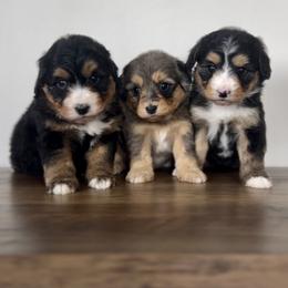 Aussiedoodle and Australian Shepherd Puppies from Junipersdoodles