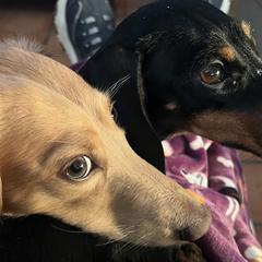 Dachshunds from Eddy’s Mini Doxies