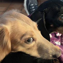 Dachshunds from Eddy’s Mini Doxies