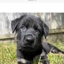 German Shepherd Puppies from Paws Of Germany